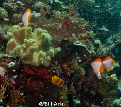 Coral Sea by Bill Arle 